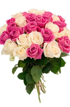 31 бело-розовая роза