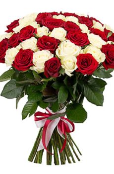 51 красно-белая роза