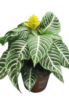 Цветущие растения