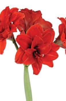 Амариллис Красный