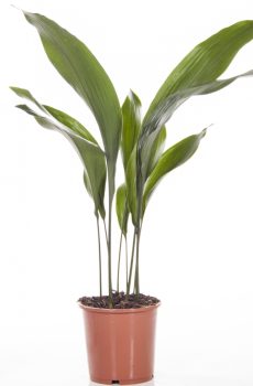 Аспидистра