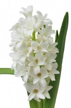 Гиацинт "Белый"