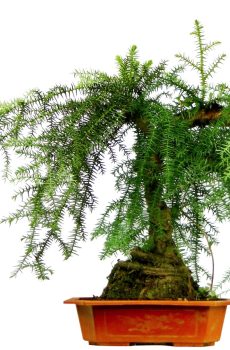 Бонсаи