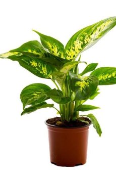 Диффенбахия