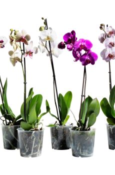 Фалинопсисы