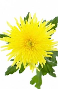 Хризантема одноголовая