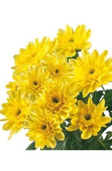 Хризантема кустовая