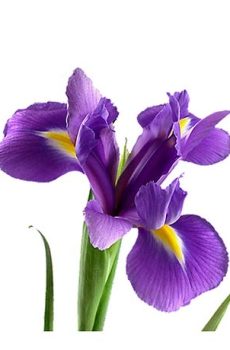 Ирисы
