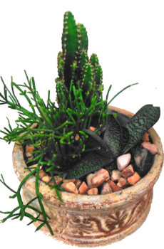 Кактус  18/15см