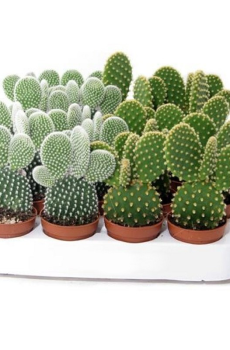 Кактус Опунция