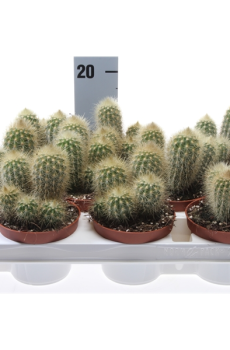 Кактус Пародия