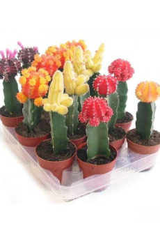 Кактус гимнокалициум Микс