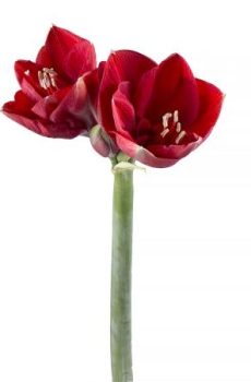 Красный амариллис