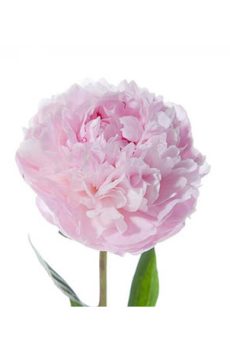 Пион Сара Бернар