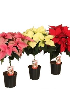 Пуансеттия