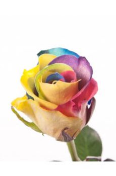 Разноцветная роза