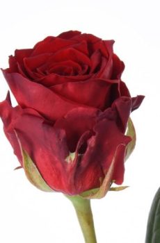 Роза красная