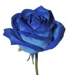 Роза синяя