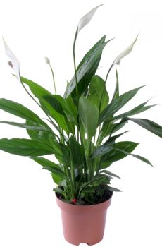 Спатифиллум