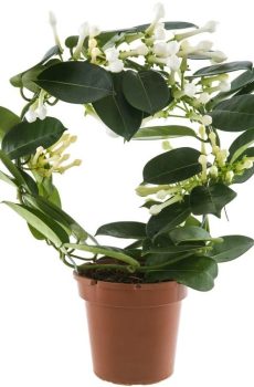 Стефанотис