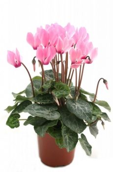 Цикламен