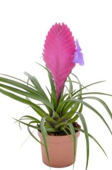 Тилландсия