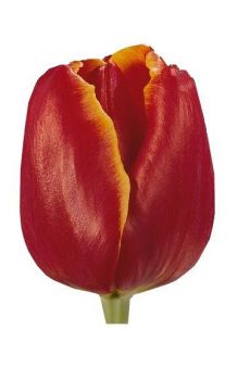 Тюльпан красный Laura Fygi