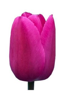 Тюльпан малиновый Barcelona