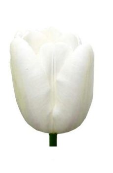 Тюльпан белый Hakuun
