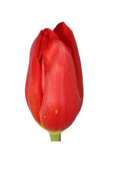 Тюльпан красный Strong Love