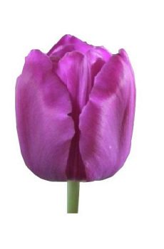 Тюльпан фиолетовый Milka