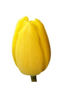 Тюльпан желтый Strong Gold
