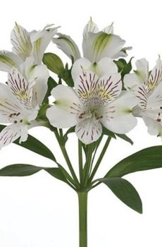 Альстромерия белая