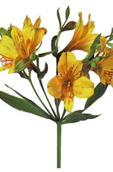 Альстромерия желтая