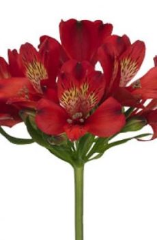 Альстромерия красная