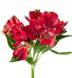 Альстромерия ярко-розовая