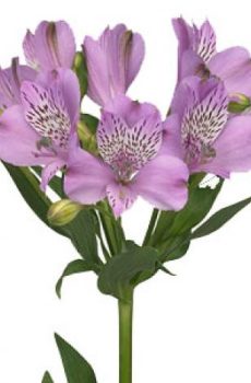 Альстромерия сиреневая