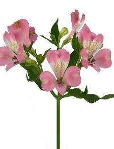 Альстромерия розовая