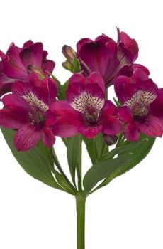 Альстромерия фиолетовая