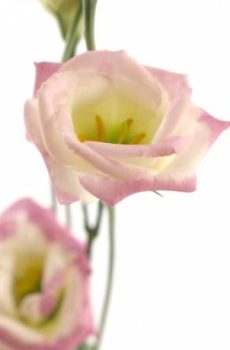 Эустома Eustoma 'Rosita Pink Picotee'