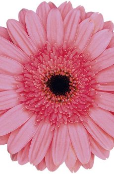 Гербера розовая