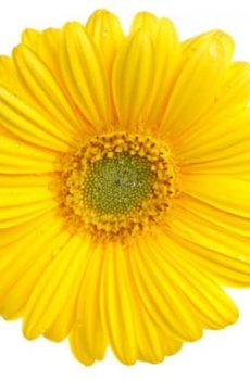 Гербера желтая