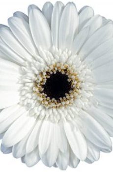 Гербера белая
