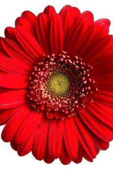 Гербера красная