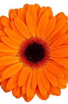 Гербера оранжевая