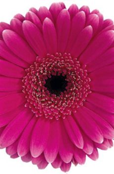 Гербера ярко-розовая