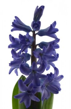 Гиацинт "Синий"