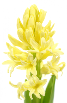 Гиацинт "Желтый"