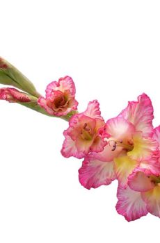 Гладиолусы