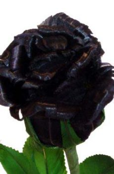 Роза черная
